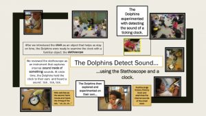 Dolphins Detect Sound